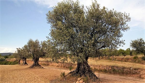 Olivos del Somontano